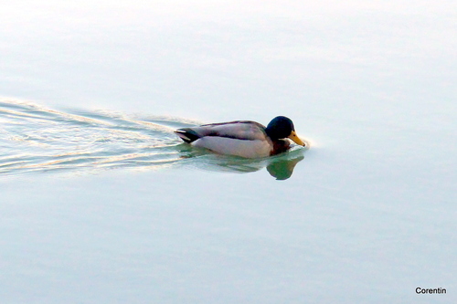 Les canards sur la Garonne (2)