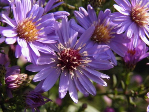 aster mauves