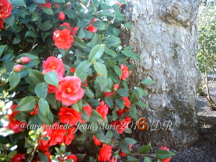 les camélias dans mon jardin,Nom commun masculin :  Camélia du Japon  Nom latin :  Camellia Japonica