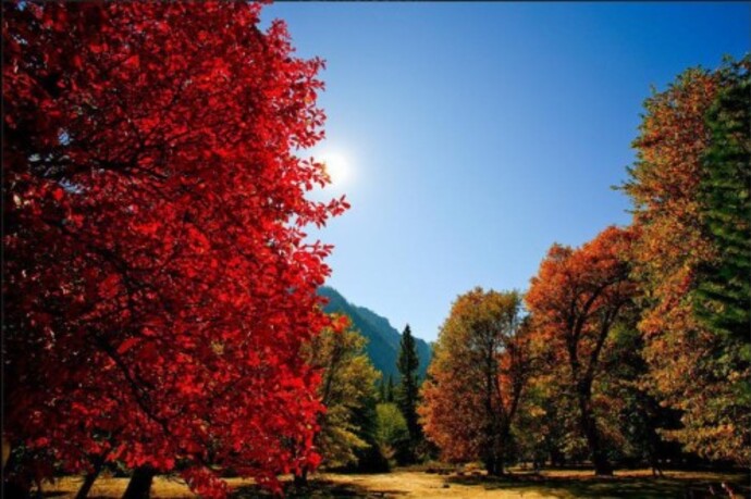 L'automne nous fuit avec sa poèsie de couleur
