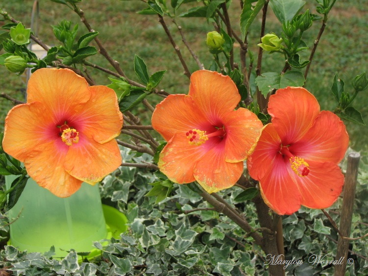 Ingersheim : Après-midi au jardin