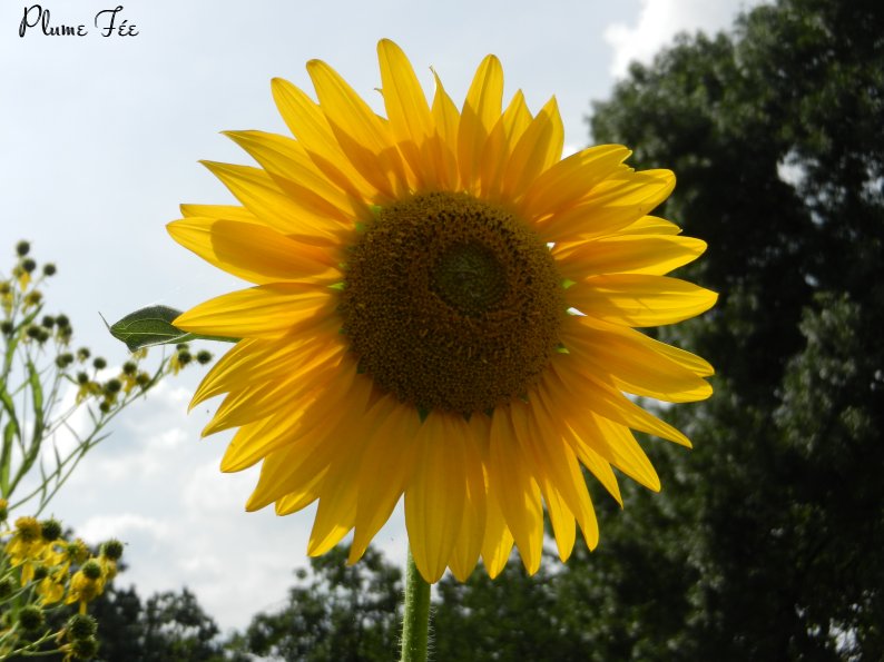 Langage des fleurs : pourquoi le tournesol symbolise le soleil, l'amour et  la fidélité ? : Femme Actuelle Le MAG