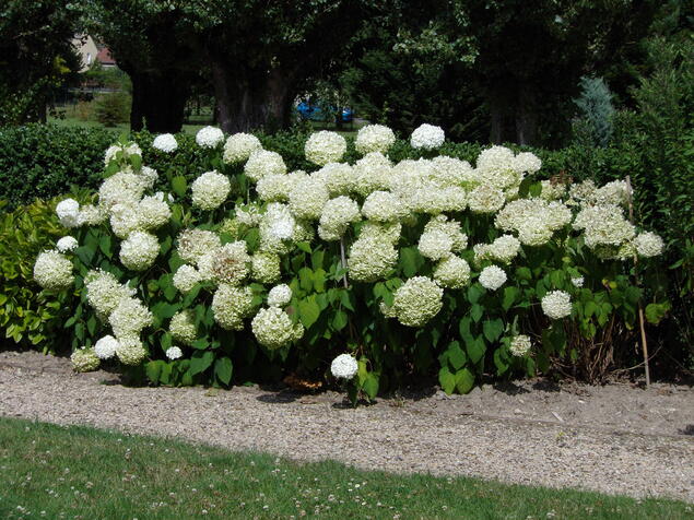 les jardins du nouveau monde suite