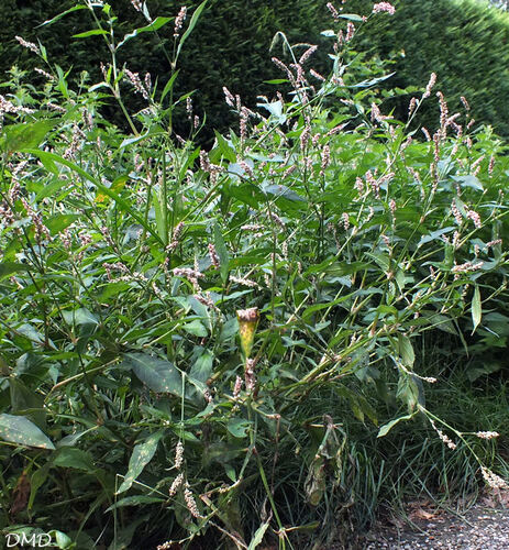 Polygonum persicaria - Persicaria maculosa   -   renouée persicaire