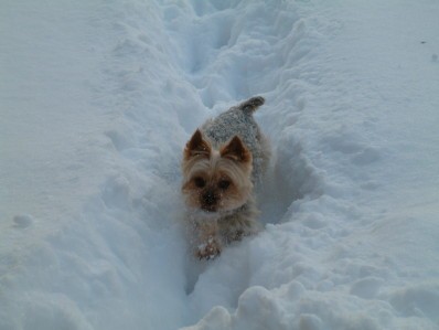 Perky, petit chien des neiges 