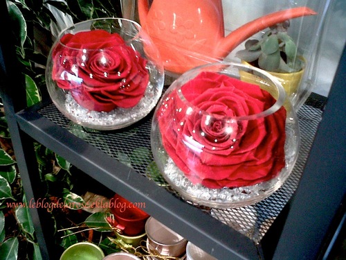 Romantique rose rouge/Romantic red rose