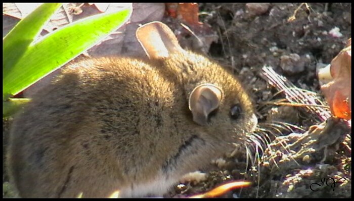 Souris.