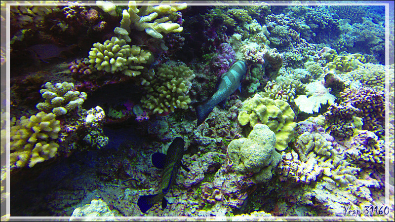 Mérou paon ou céleste, Peacock hind (Cephalopholis argus) et Mérou sellé ou léopard, Black-saddle coral grouper (Plectropomus laevis) - Tumakohua (passe sud) - Atoll de Fakarava - Tuamotu - Polynésie