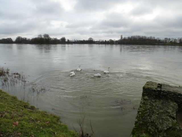 LE  LAC  DES  CYGNES  A  BEAUGENCY