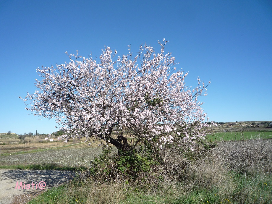 Printemps......?!