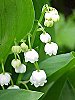 150px-Convallaria majalis0