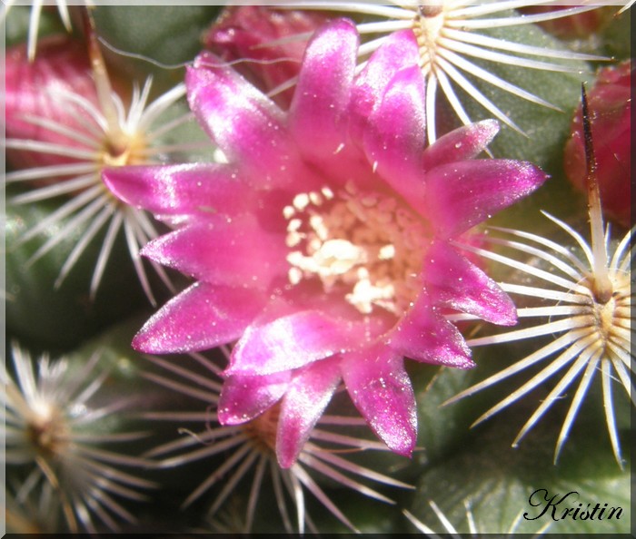 Mammilaria