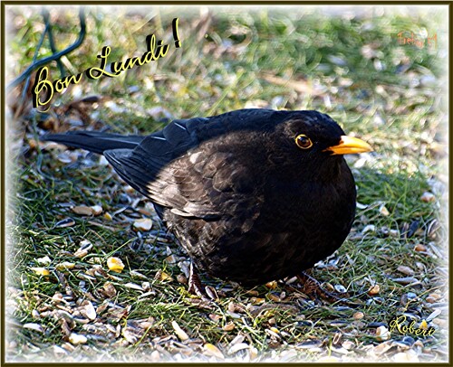 Il fait froid, il y a de la visite au jardin !