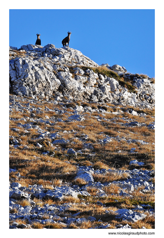 Rencontre avec les Bouquetins en Vercors