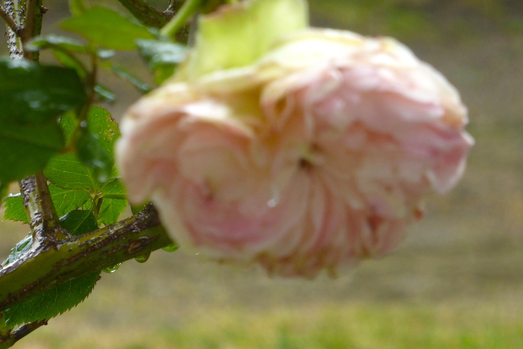 Blog en grandes vacances: mais avec quelques fleurs, sous la pluie!