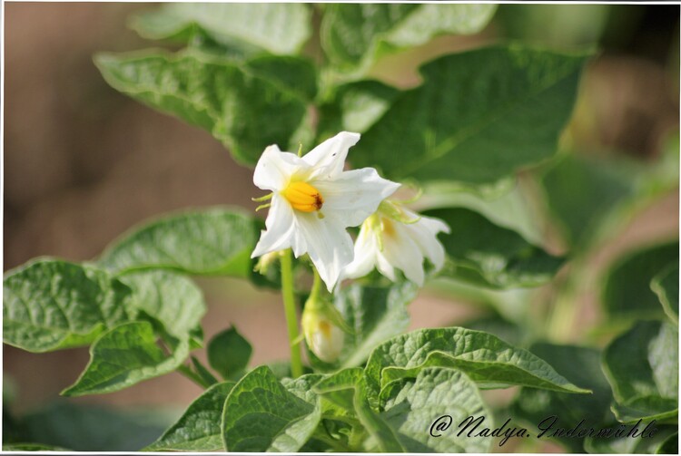 Pomme de terre en fleur 2017