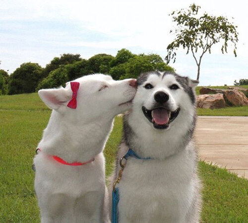 24 chiens aux plus beaux sourires qui vous feront sourire à votre tour !