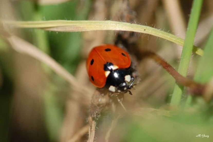 coccinelle-7530.jpg