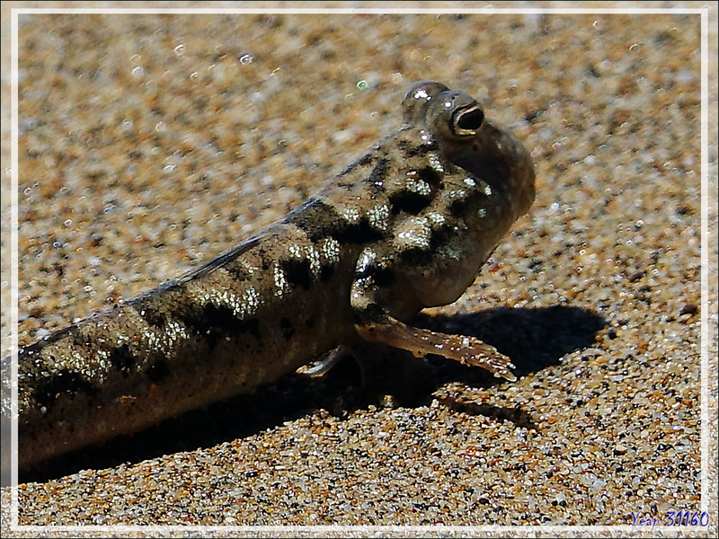 Un étrange poisson sauteur et amphibie, le Poisson-grenouille - Périophthalme rayé d'argent, Silverlined mudskipper (Periophthalmus argentilineatus) - Nosy Be - Madagascar