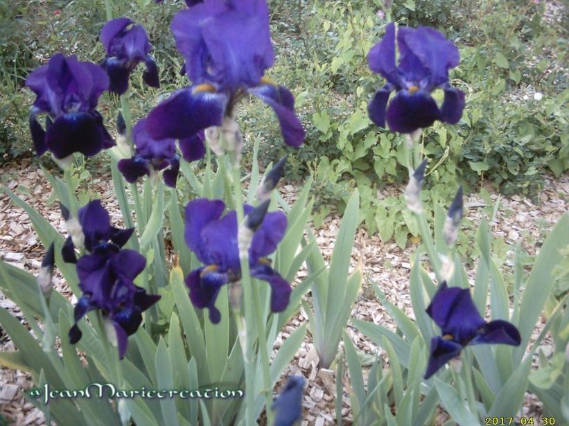 Les couleurs du printemps Zoum sur le bleue photos de mon jardin