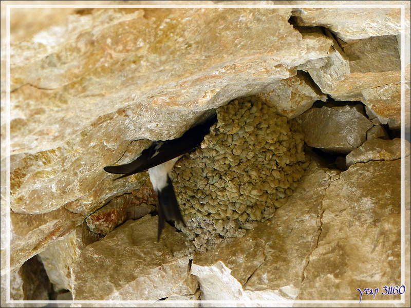 Hirondelle de fenêtre (Delichon urbicum) - Congost de Mont-Rebei - Aragon/Catalogne - Espagne