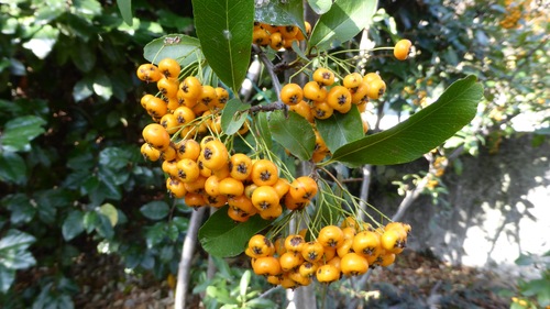 Quelques perles en automne