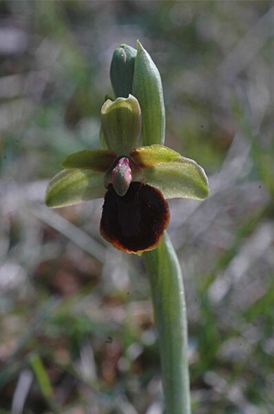 ophrys-catirac-contrejour.jpg