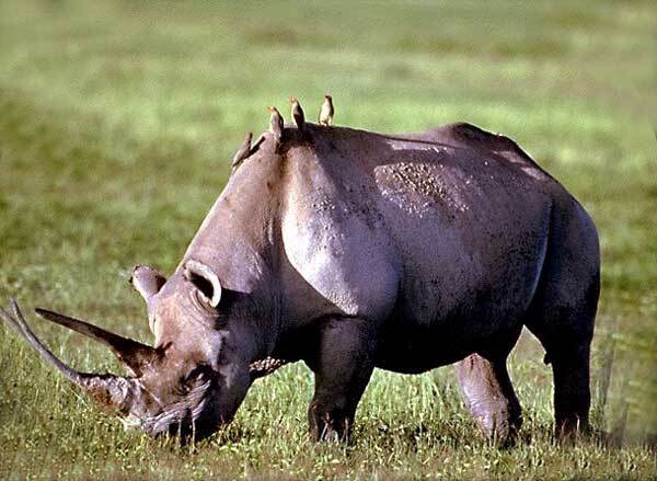 Rhinoceros noir