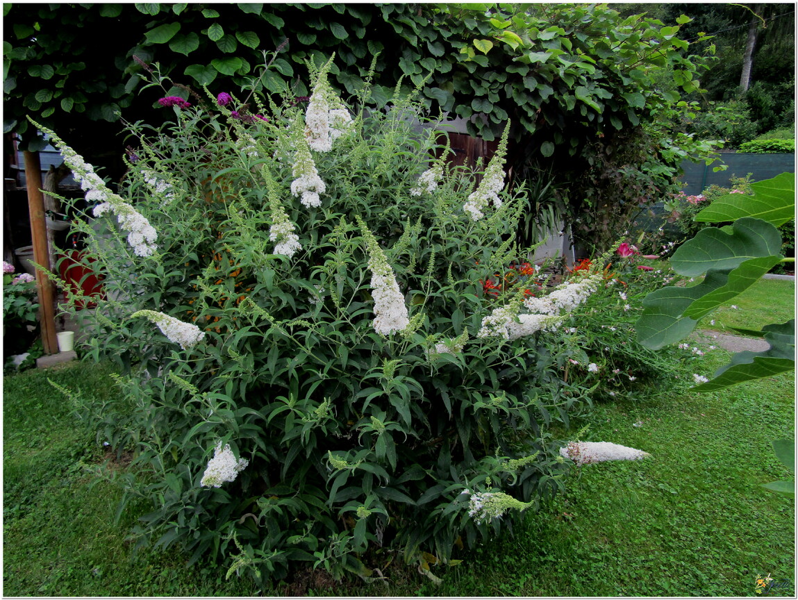 MON JARDIN - DES FLEURS 