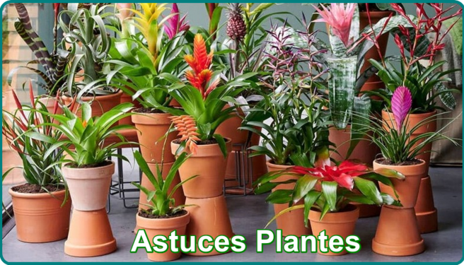  ღ꧁ღ╭⊱ꕥ Astuces Plantes ꕥ⊱╮ღ꧂ღ