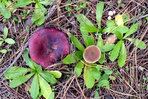 Champignons dans la pinède...