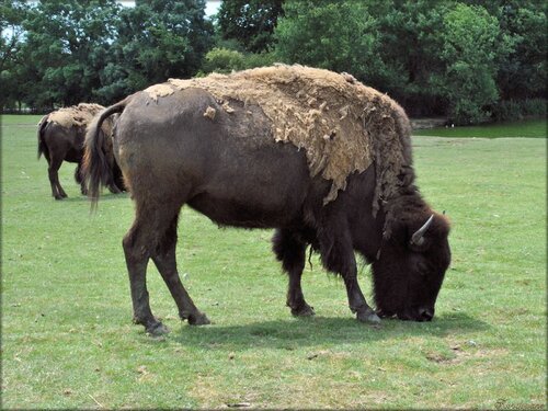 Photo de bison : Planète Sauvage