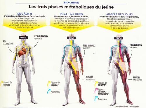 Le Jeûne thérapeutique détruit le cancer et régénère le corps – Prouvé scientifiquement !