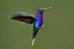 Colibri, source : http://www.gobuzzmoi.com/le-colibri-en-image-bel-oiseau-aux-couleurs-variees/