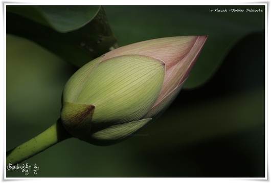 Nelumbo nucifera - Le Lotus sacré ou Lotus d'Orient