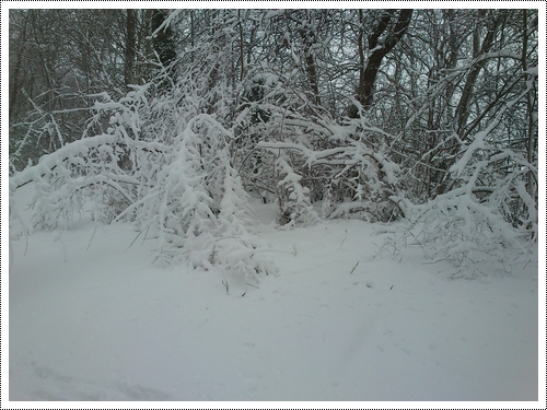 La neige...cette merveille