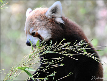 Photos des Pandas Roux du Zoo de la Palmyre