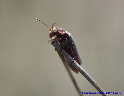 Cantharis rustica