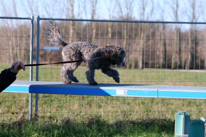 une séance d'agility avec titi Falcon et ses copains du 10 janvier 2012