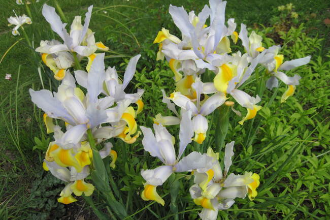 iris bulbeux - Iris de Hollande ' Apollo '