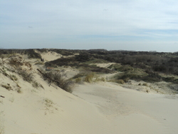  * La Dune Marchand et la Dune du Perroquet à Bray-Dunes