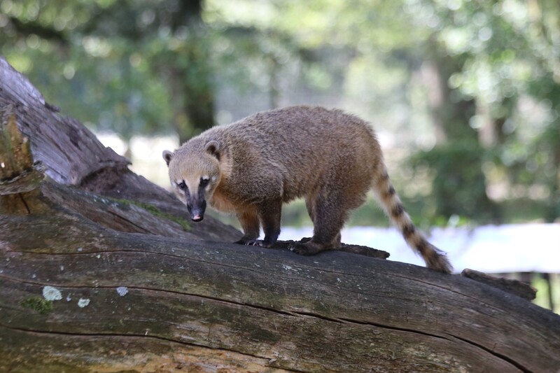 Coati roux