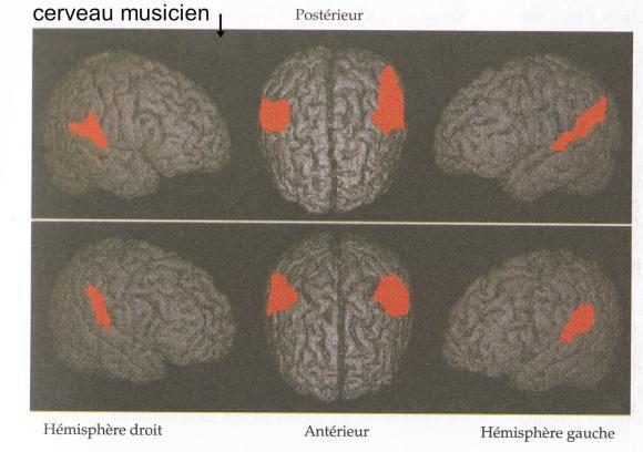 Le cerveau musicien.