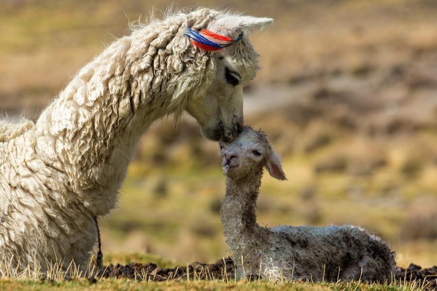 Alpaca MTB Challenge
