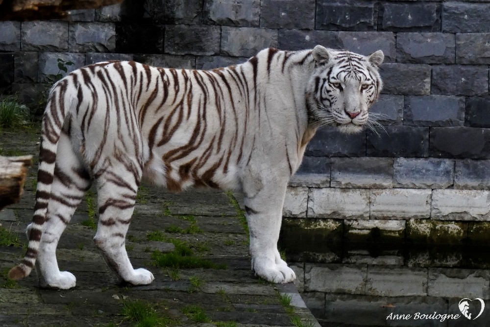 Tigres blancs