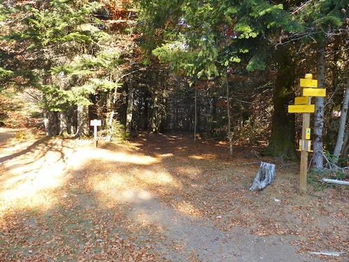 Le Bois de Miquel (L'Espérou - Aigoual)