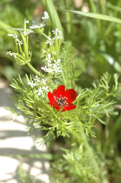 Adonis et Scandix pecten-veneris