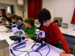 Ateliers sciences au collège