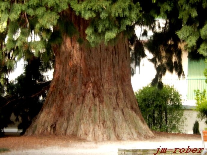 Limoges: Une balade matinale dans l'un des plus vieux parc fin de la ville "XIXème siècle". (1)