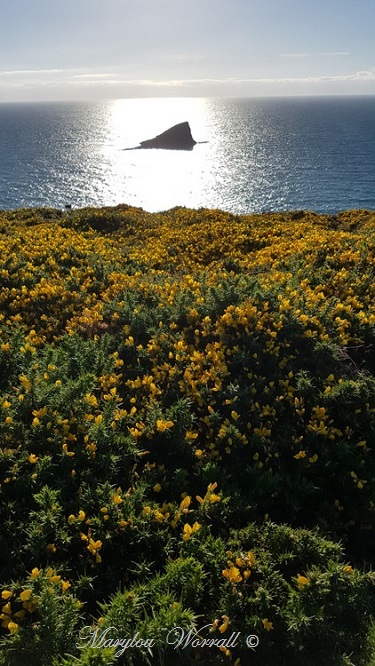 Bretagne : Pointe du Cap Fréhel 1/